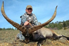 Beceite Ibex