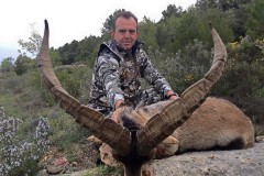 Beceite Ibex
