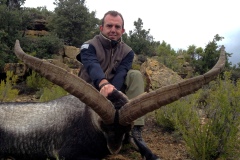 Beceite Ibex