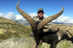 gredos ibex