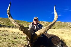 gredos ibex