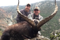 gredos ibex spain