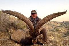 hunting spain ibex