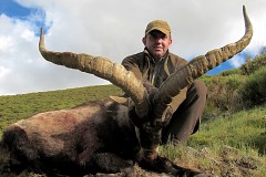 gredos ibex