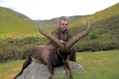 gredos ibex
