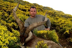 gredos ibex