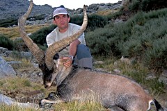 gredos ibex