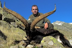 gredos ibex