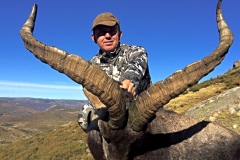 gredos ibex