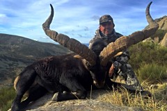 gredos ibex