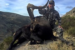 gredos ibex