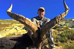 gredos ibex