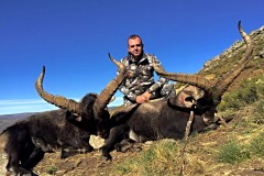 gredos ibex