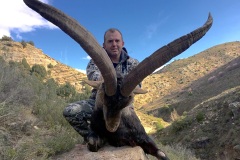 Beceite Ibex