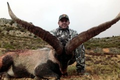 beceite ibex