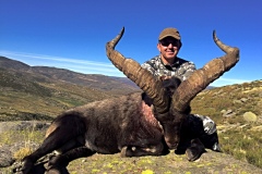 gredos ibex