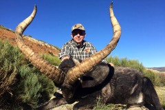 gredos ibex