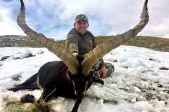 macho montes gredos