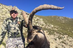 ibex de gredos de perfil