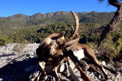 ronda ibex