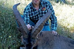 ronda ibex