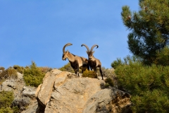 sierra nevada ibex hunting