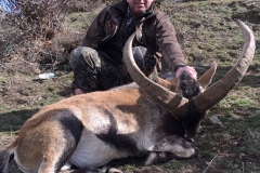 sierra nevada ibex hunting