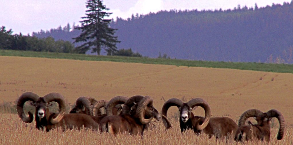 mouflon herd