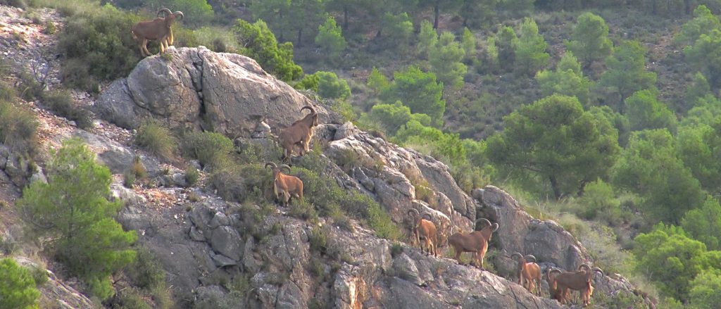 barbary sheep herd