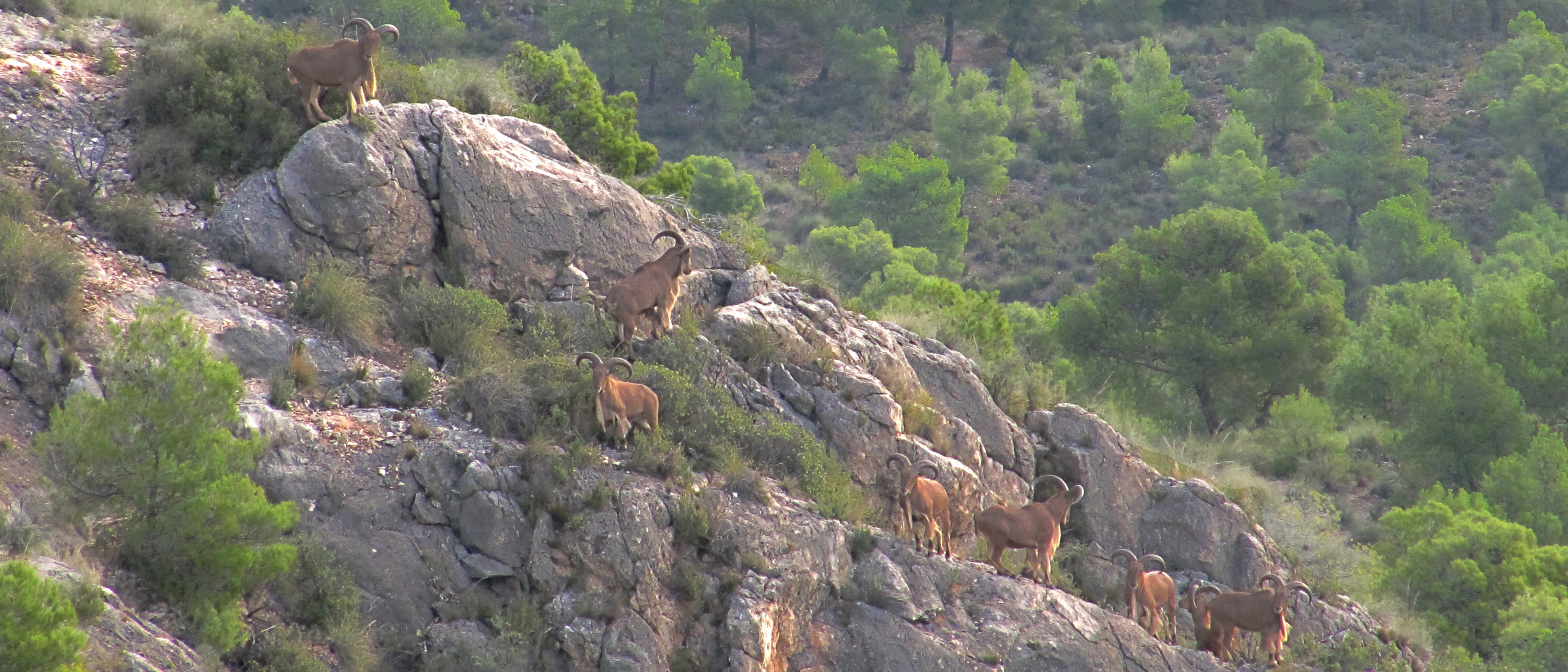 Barbary sheep