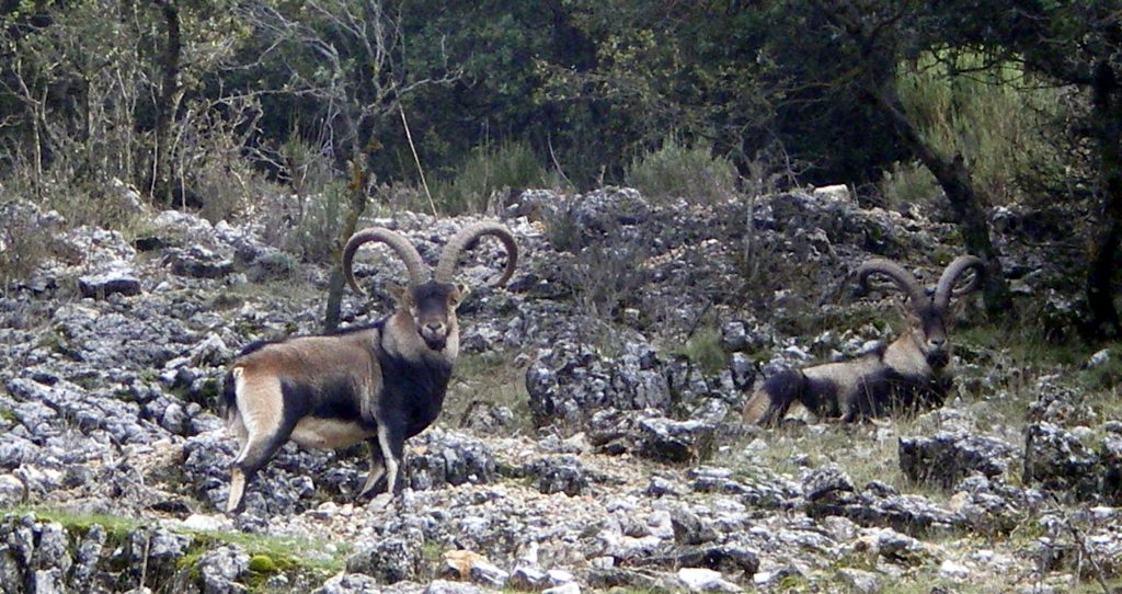 Sierra Nevada Ibex