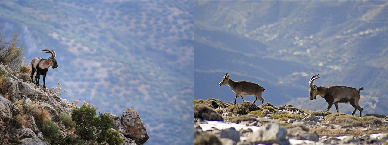 Ronda Ibex