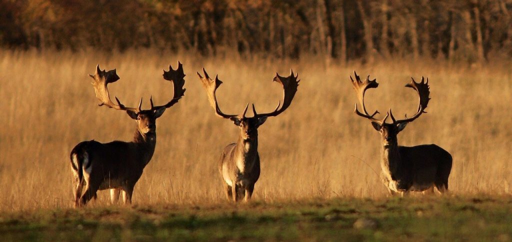 fallow deer herd