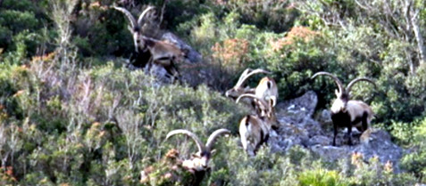 Beceite Ibex