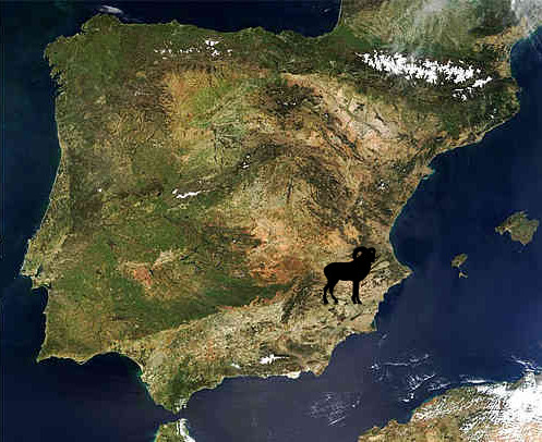 barbary sheep zones