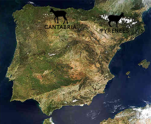 chamois map spain