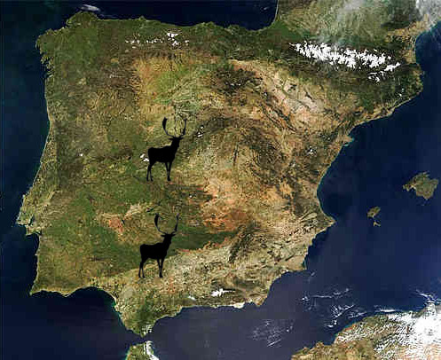 mapa-fallowdeer
