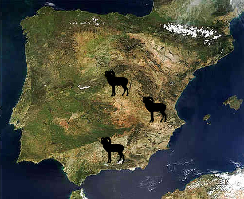 Iberian mouflon