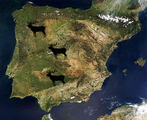 Red deer