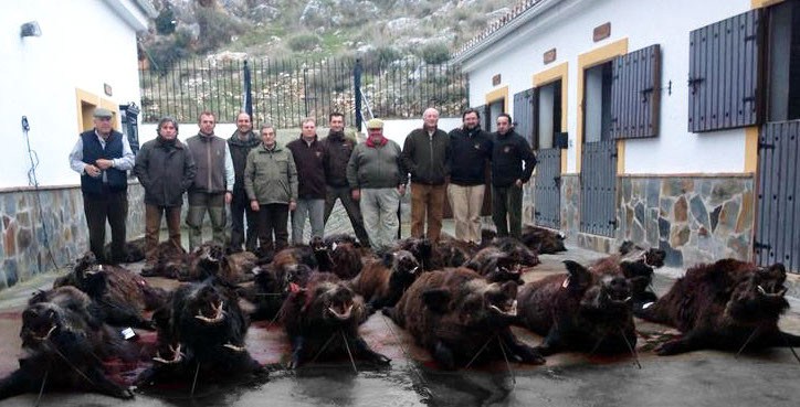 wildboar-group