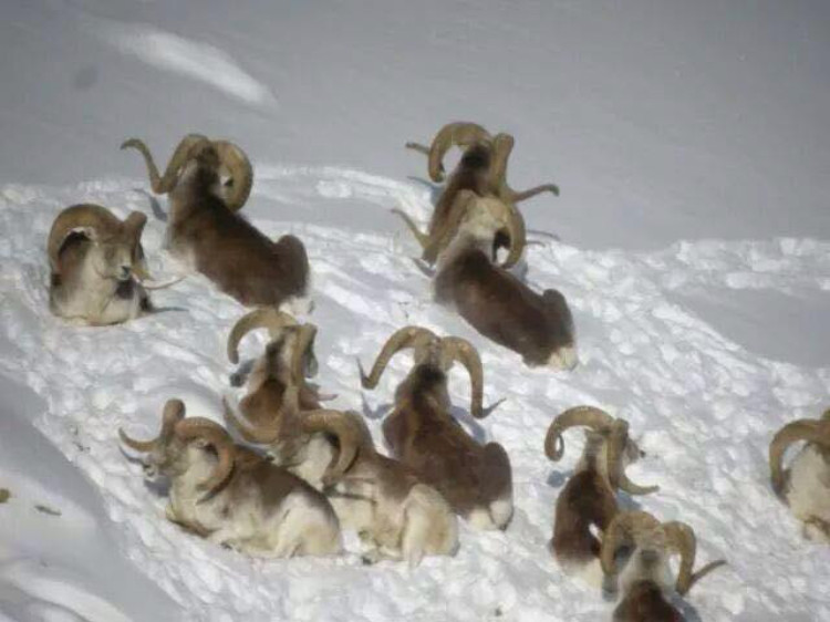 marcopolo herd