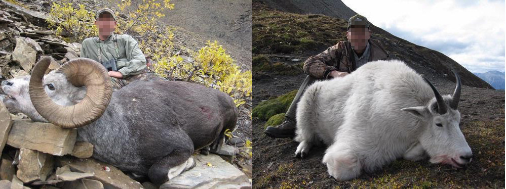 big-horn-white-goat