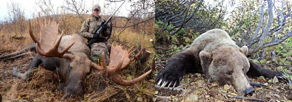 moose-bear