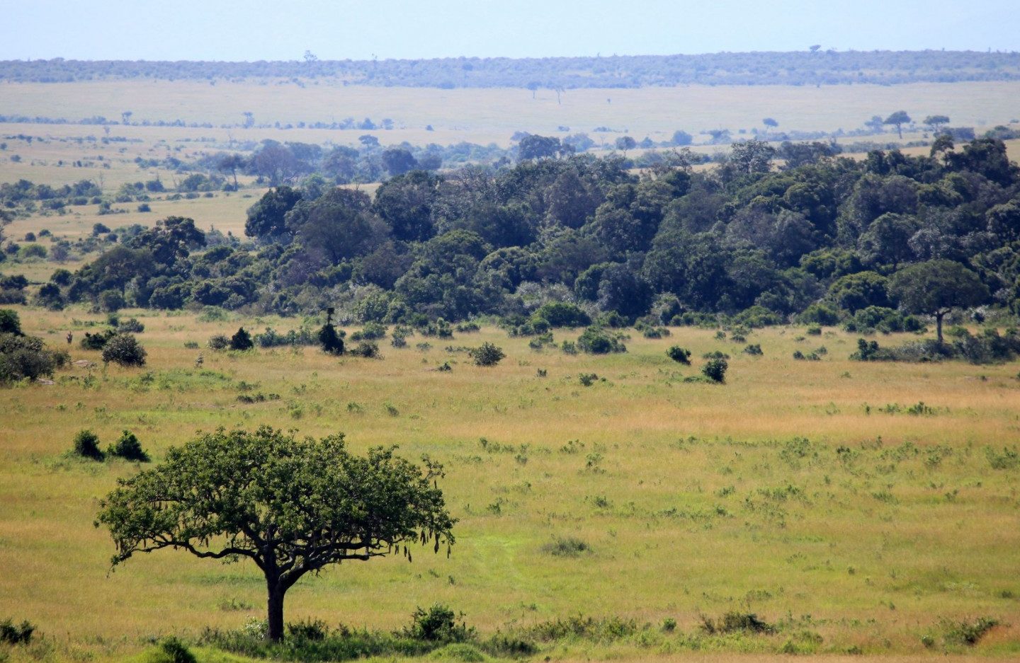 Zimbabwe