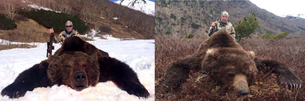bears