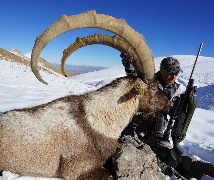 ibex bezoar turquia