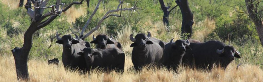 buffalo herd