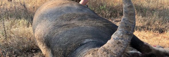 Australia, the last paradise for buffalos