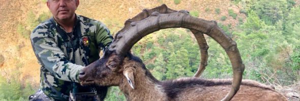Ibex Bezoar