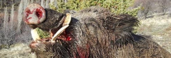 Wildboars in Turkey